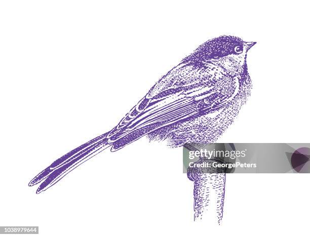 stipple illustration of a chickadee perching - chickadee stock illustrations