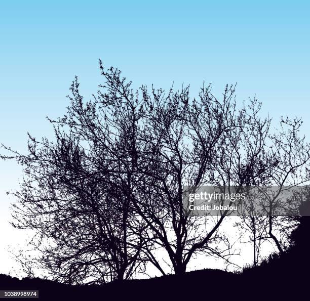 Horizon Line With Tree Example 14 Tree Line Horizon Silhouette High Res Illustrations - Getty Images
