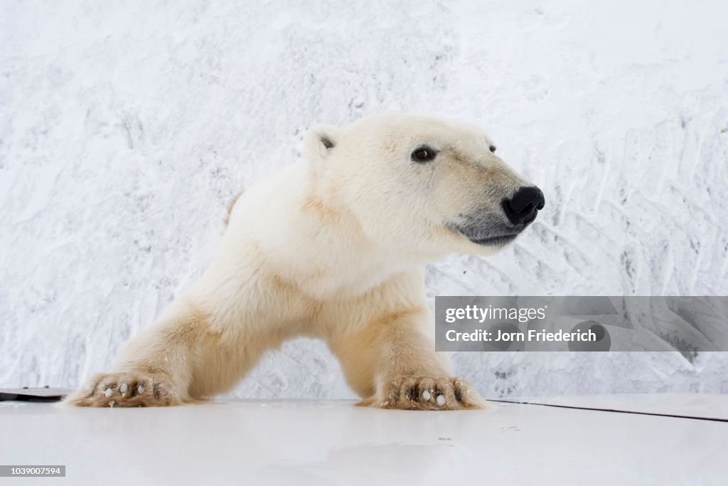 Polar Bear (Ursus maritimus), curious, leaning up against a Tundra Buggy in Churchill, Manitoba, Canada