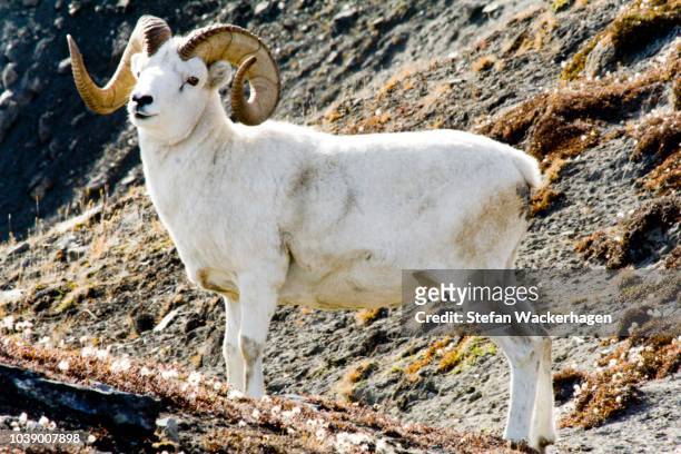 dall sheep (ovis dalli) buck with horns, cottongrass, yukon territory, canada - weißes dickhornschaf stock-fotos und bilder