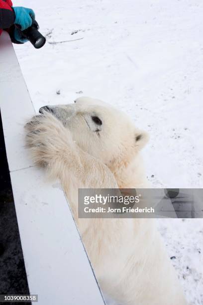 polar bear (ursus maritimus) moving its paw over the railing of a tundra buggy, churchill, manitoba, canada - tundra buggy stock pictures, royalty-free photos & images