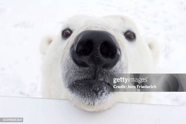 polar bear (ursus maritimus) looking over the railing of a tundra buggy, churchill, manitoba, canada - tundra buggy foto e immagini stock