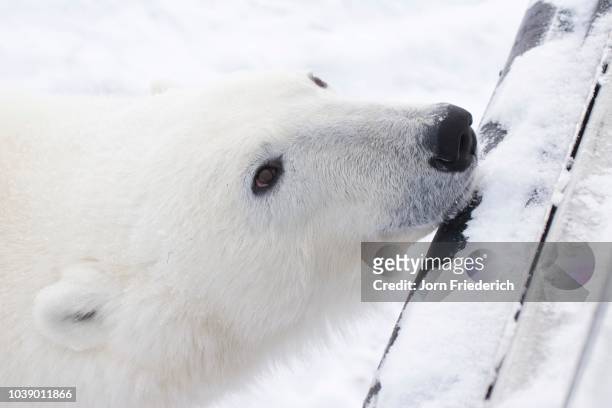 polar bear (ursus maritimus) resting its head on a tundra buggy's bumper, churchill, manitoba, canada - tundra buggy foto e immagini stock