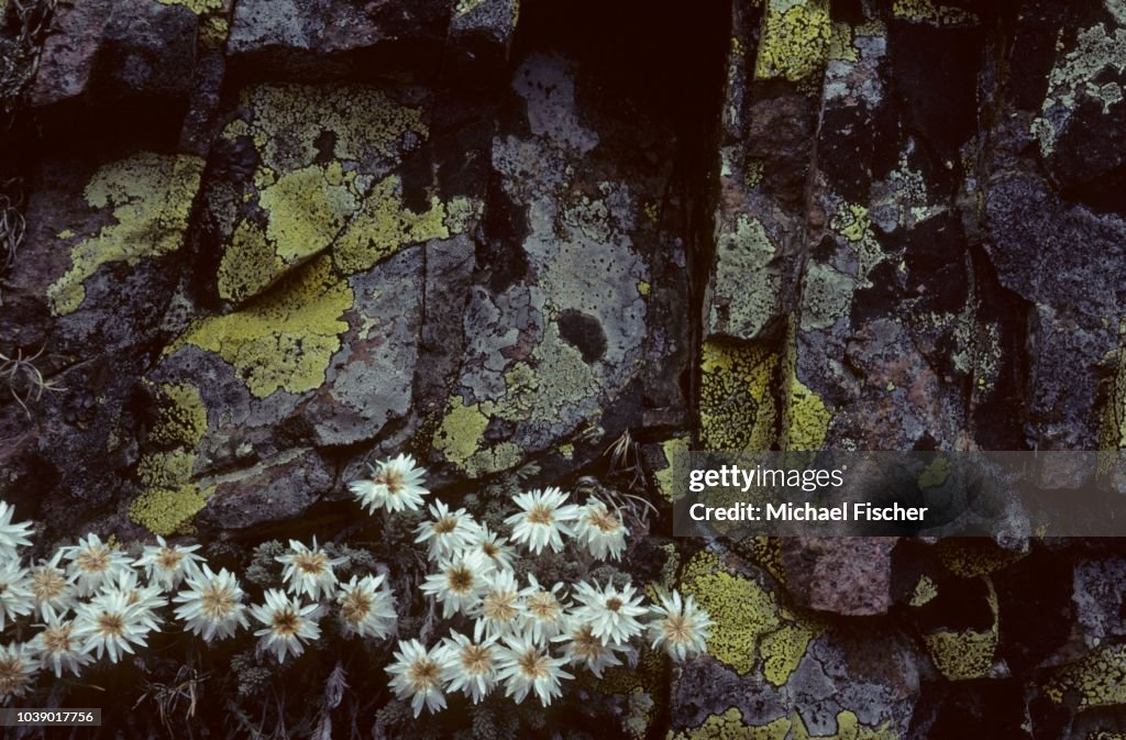 Corsican Edelweiss Helichrysum frigidum and Lichens Rhizocarpon geographicum, Corsica, France