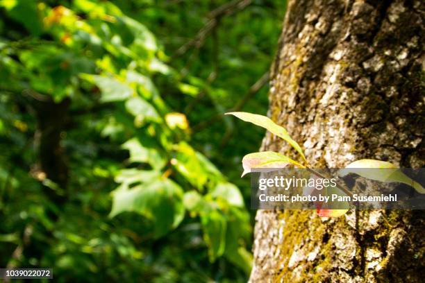 leaf on epicormic shoot turning red - onscherpe achtergrond stockfoto's en -beelden