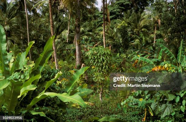 mixed crops (cocoa, bananas, etc.), sucre, venezuela - bananenplantage stock-fotos und bilder