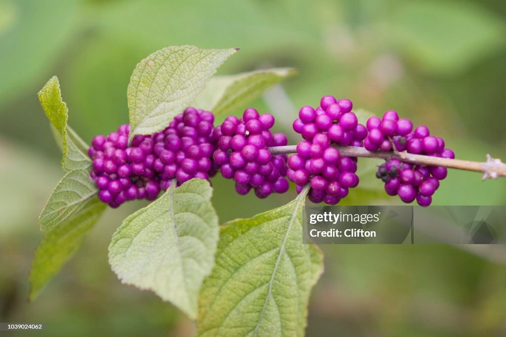 American Beautyberry (Callicarpa americana), Florida Keys, Florida, USA