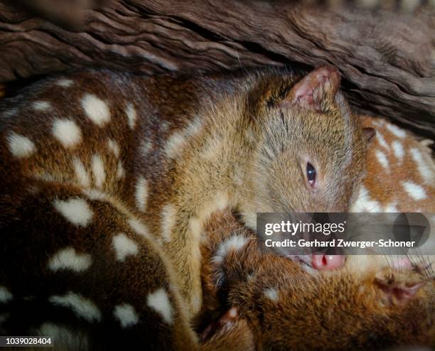 tiger quoll, spotted-tail quoll or spotted quoll (dasyurus maculatus) laying in its den, queensland - spotted quoll stock pictures, royalty-free photos & images