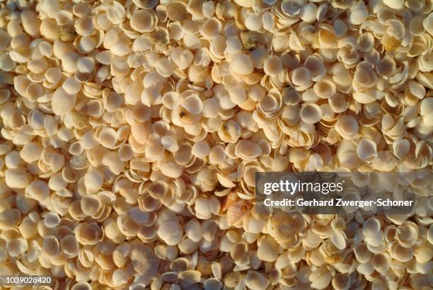 Perth Native Shell 54 Shell Beach Western Australia Stock Photos, High-Res Pictures, and ...