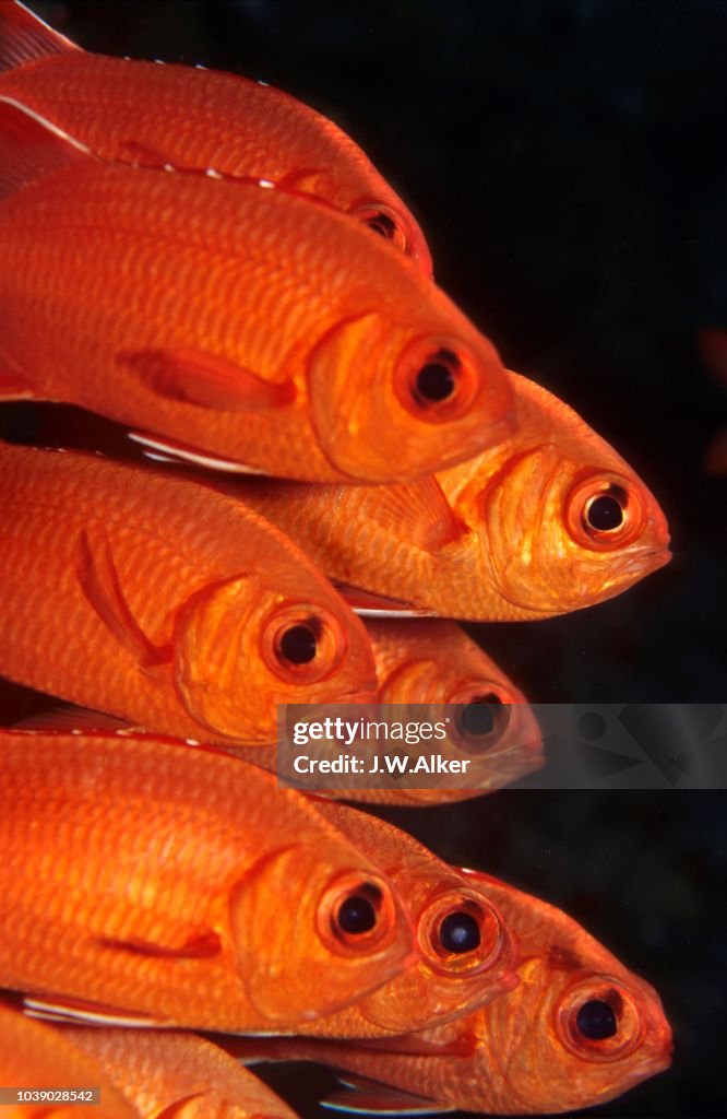 Pinecone- White-edged or Blotcheye Soldierfish, (Myripristis murdjan), Maldives