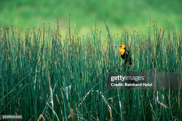yellow-headed blackbird (xanthocephalus xanthocephalus), yellowstone national park, wyoming, usa - xanthocephalus stock pictures, royalty-free photos & images