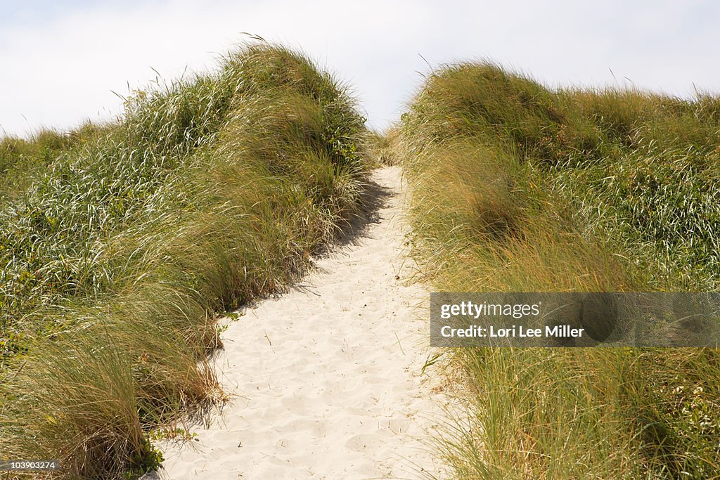 Grassy Sand Dunes At The Beach Series
