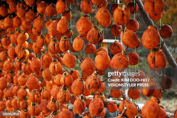 persimmons on drying (korean got-gam) - 柿 ストックフォトと画像