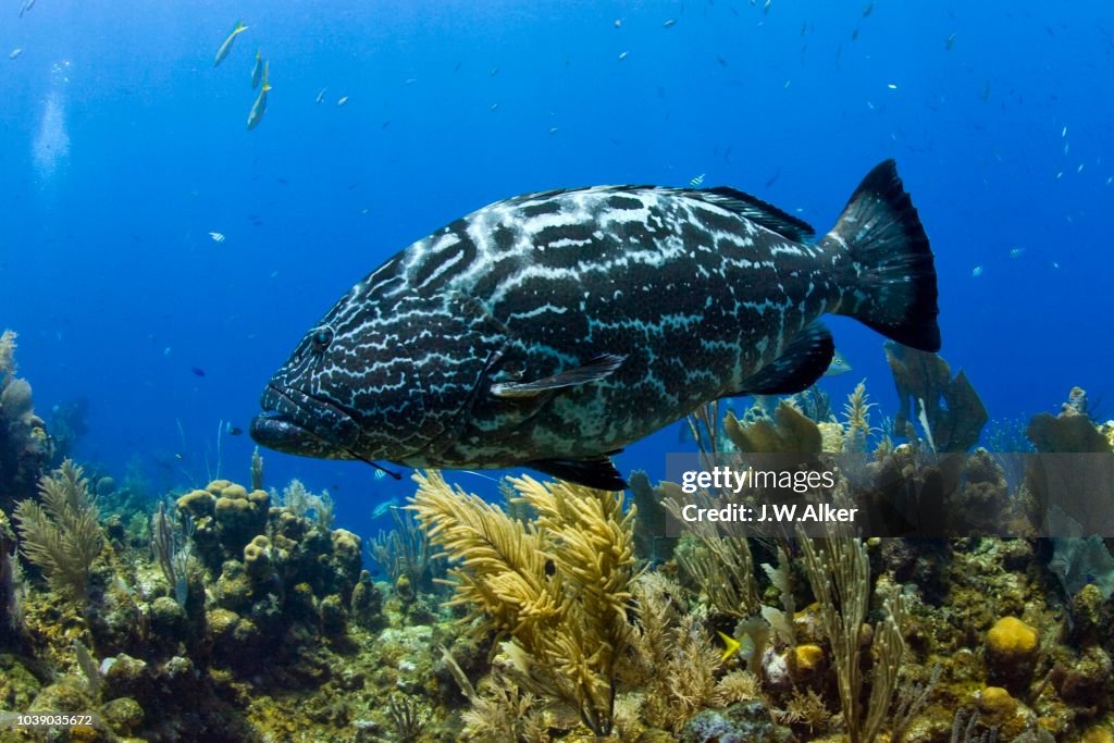 Black Grouper (Mycteroperca bonaci), Roatan, Honduras, Caribbean