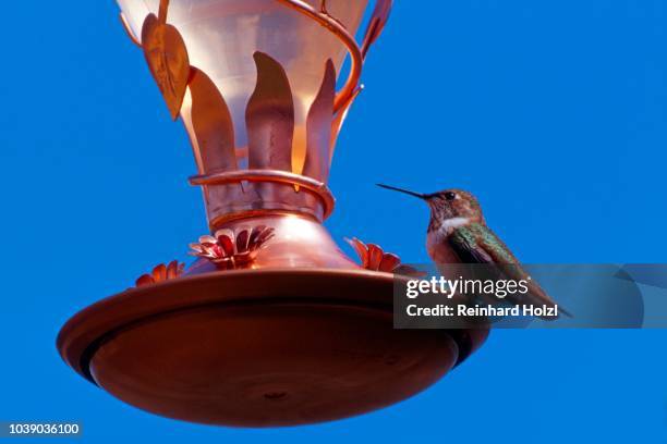 black-chinned hummingbird (archilochus alexandri), utah, usa - archilochus alexandri stock pictures, royalty-free photos & images