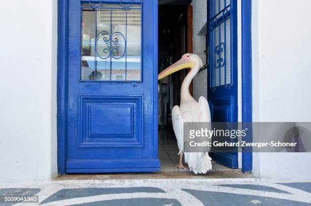 pelican standing in front of a blue painted door, tourist attraction in mykonos city, mykonos, cyclades, greece - pelicano imagens e fotografias de stock