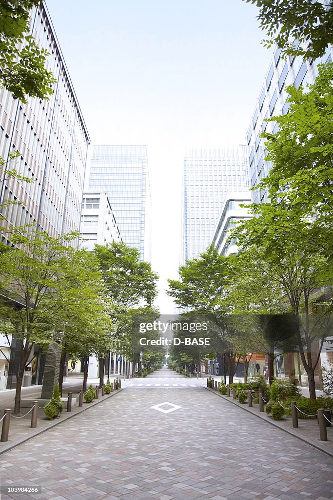 Trees of street lined with office buildings.