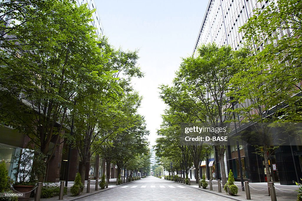 Trees of street lined with office buildings.