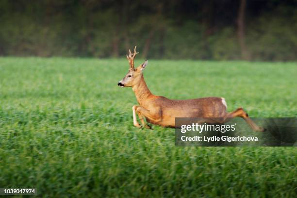 european roe deer (capreolus capreolus), running, lechovice, znojmo district, south moravia, czech republic - running deer shooting stock pictures, royalty-free photos & images