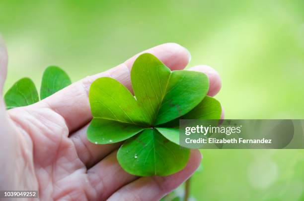 5,929 Lucky Leaf Stock Photos, High-Res Pictures, and Images