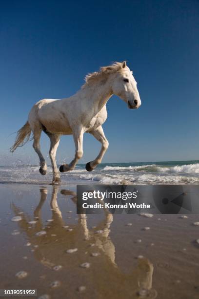 white camargue horse running in water on the beach, camargue, france - running horse stock-fotos und bilder