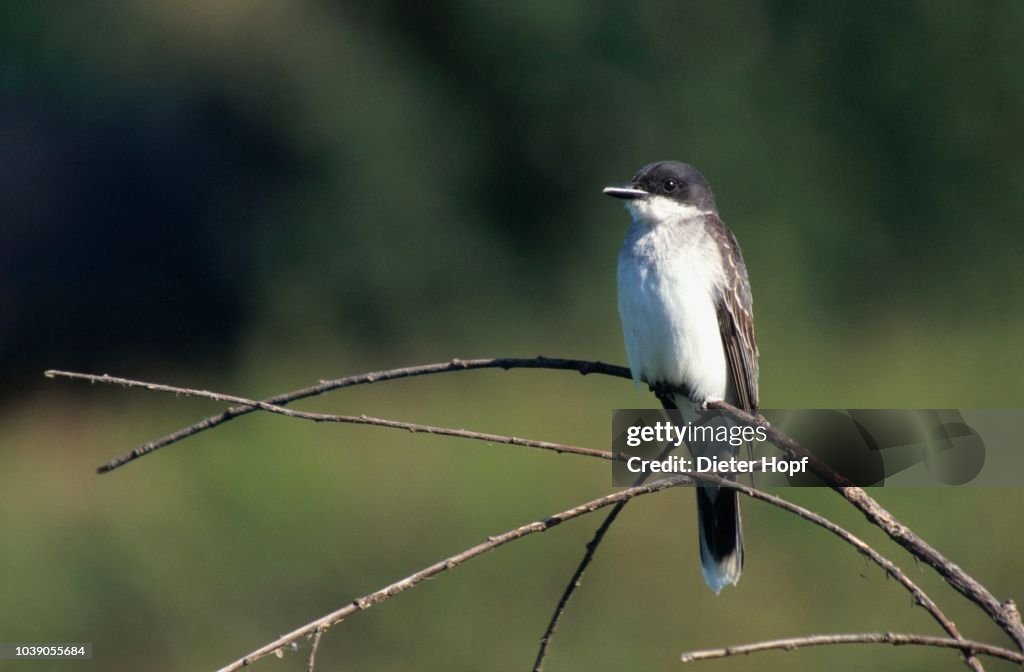 Eastern Wood Pewee (Contopus virens), British Columbia, Canada