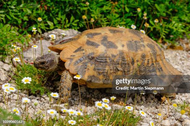 hermann's tortoise (testudo hermanni), himara, qark vlora, albania - griechische landschildkröte stock-fotos und bilder