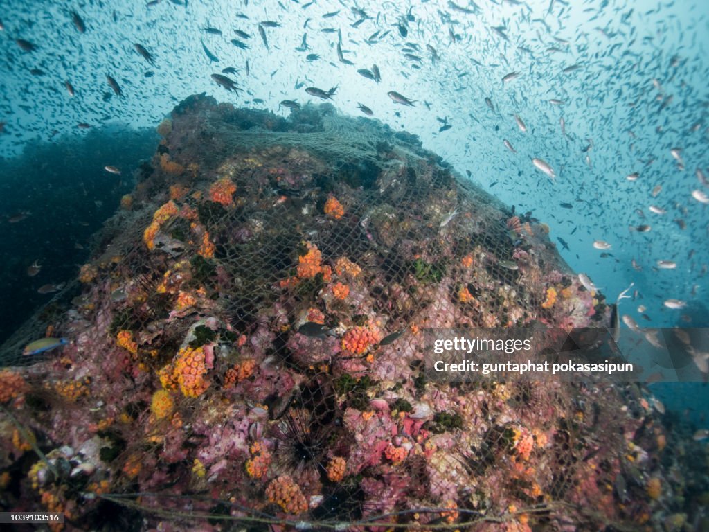 Fishing net covering the reef