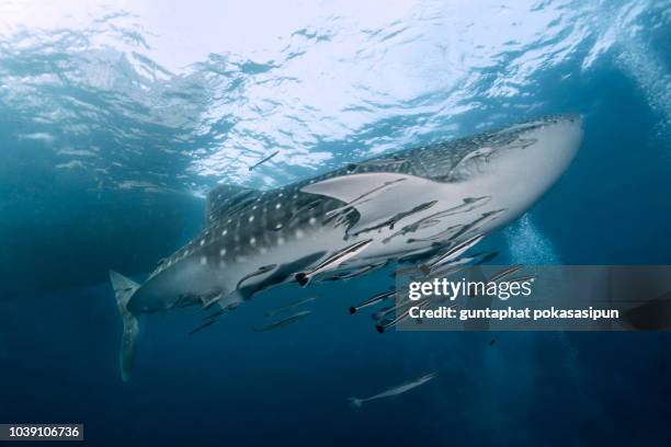 whale shark near the surface - dorsal fin stock pictures, royalty-free photos & images