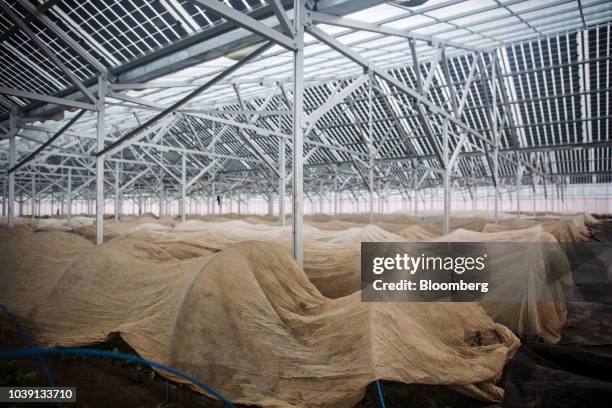Vegetables grow under covers in a greenhouse at the Everyday Farm LLC Monnaran Solar Farm Project, a joint venture between Bridge LLC and Farmdo Co.,...