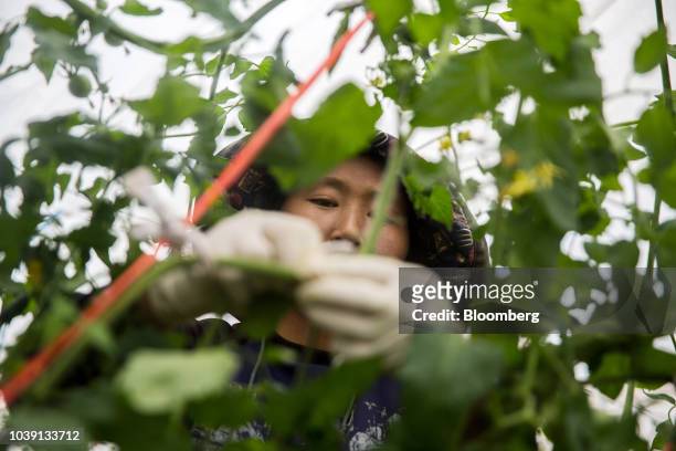 Worker attends to tomato vines in a greenhouse at the Everyday Farm LLC Monnaran Solar Farm Project, a joint venture between Bridge LLC and Farmdo...