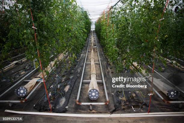 Tomatoes grow in a greenhouse at the Everyday Farm LLC Monnaran Solar Farm Project, a joint venture between Bridge LLC and Farmdo Co., in...