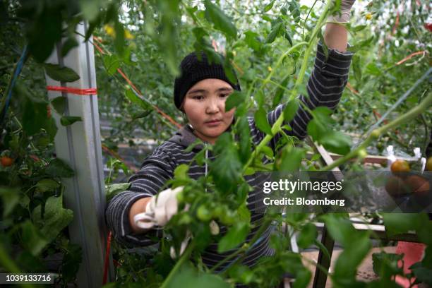 Worker attends to tomato vines in a greenhouse at the Everyday Farm LLC Monnaran Solar Farm Project, a joint venture between Bridge LLC and Farmdo...