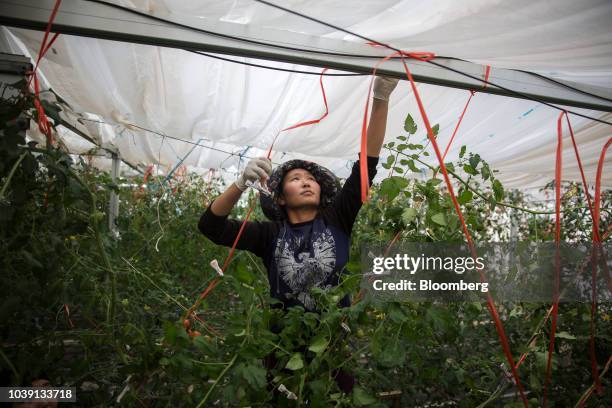 Worker attends to tomato vines in a greenhouse at the Everyday Farm LLC Monnaran Solar Farm Project, a joint venture between Bridge LLC and Farmdo...