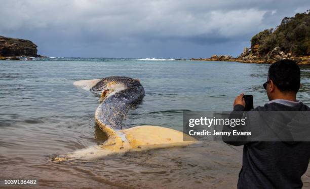 Man photographs a whale carcass on Wattamolla Beach in the Royal National Park south of Sydney on September 24, 2018 in Sydney, Australia. The...