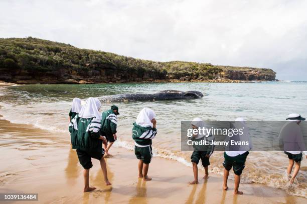 School children play in front of a whale carcass on Wattamolla Beach in the Royal National Park south of Sydney on September 24, 2018 in Sydney,...