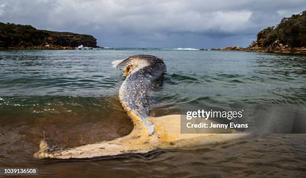 Whale carcass is seen on Wattamolla Beach in the Royal National Park south of Sydney on September 24, 2018 in Sydney, Australia. The carcass is...