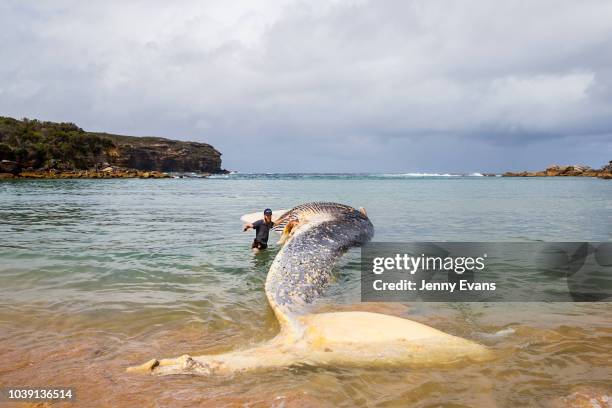 Man touches a whale carcass on Wattamolla Beach in the Royal National Park south of Sydney on September 24, 2018 in Sydney, Australia. The carcass is...