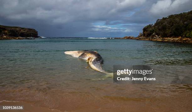 Whale carcass is seen on Wattamolla Beach in the Royal National Park south of Sydney on September 24, 2018 in Sydney, Australia. The carcass is...