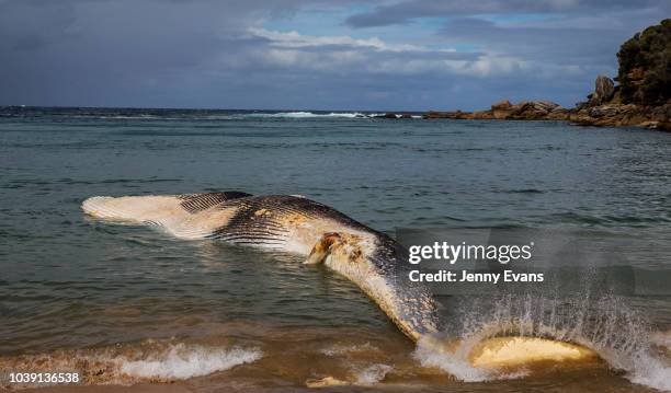Whale carcass is seen on Wattamolla Beach in the Royal National Park south of Sydney on September 24, 2018 in Sydney, Australia. The carcass is...