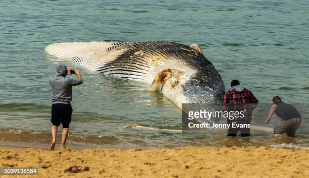 Men touch and photograph a whale carcass on Wattamolla Beach in the Royal National Park south of Sydney on September 24, 2018 in Sydney, Australia....