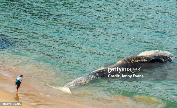 Woman looks at a whale carcass on Wattamolla Beach in the Royal National Park south of Sydney on September 24, 2018 in Sydney, Australia. The carcass...