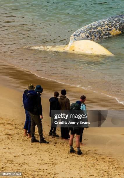 People look on at a whale carcass on Wattamolla Beach in the Royal National Park south of Sydney on September 24, 2018 in Sydney, Australia. The...