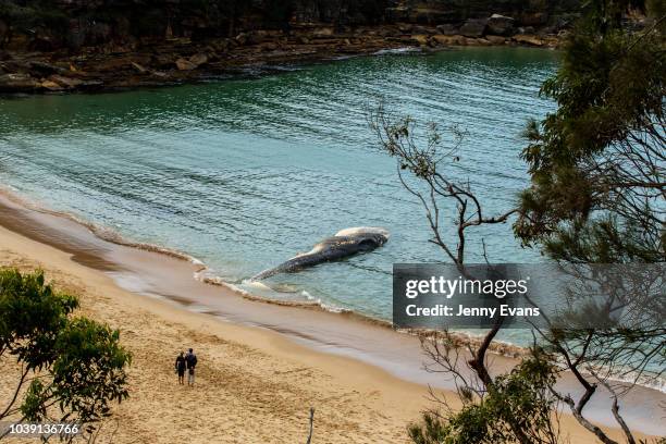 People look on at a whale carcass on Wattamolla Beach in the Royal National Park south of Sydney on September 24, 2018 in Sydney, Australia. The...