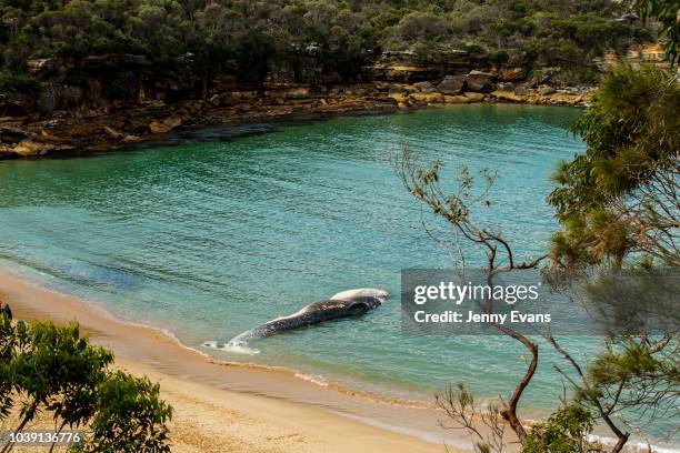 Whale carcass is seen on Wattamolla Beach in the Royal National Park south of Sydney on September 24, 2018 in Sydney, Australia. The carcass is...