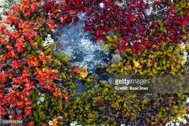colourful mountain floor - moss, lichen, plant and heather - heather stockfoto's en -beelden