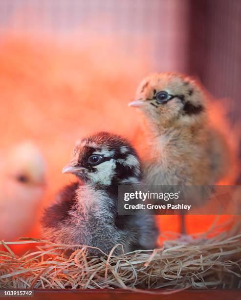 2 baby pet  chickens in cage, close-up - wyandotte plateado fotografías e imágenes de stock