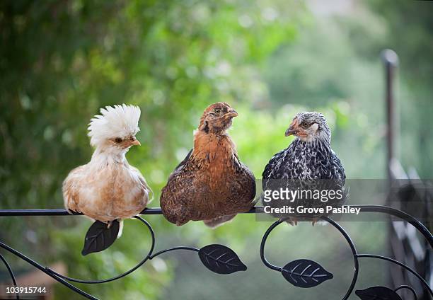 3 pet young chickens sitting on a fenc - wyandotte plateado fotografías e imágenes de stock