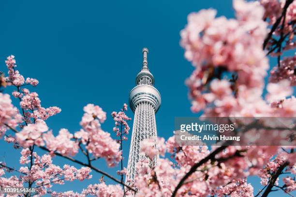 cherry blossom and sakura with tokyo sky tree in japan. - tokyo japan stock-fotos und bilder