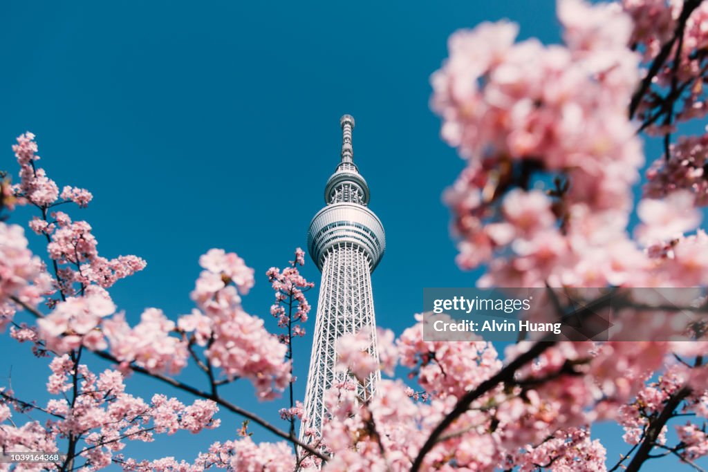 Cherry Blossom and Sakura with Tokyo Sky Tree in Japan.